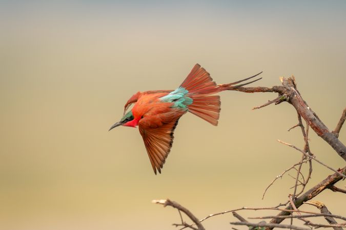 Southern carmine bee-eater takes off from branches