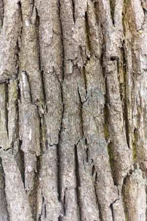 Bark of oak