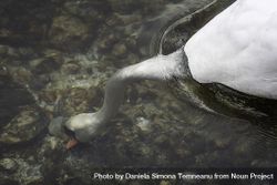 Swan head submerged in clear water 0y9Wa0