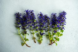 Blue flowers laying on grey counter