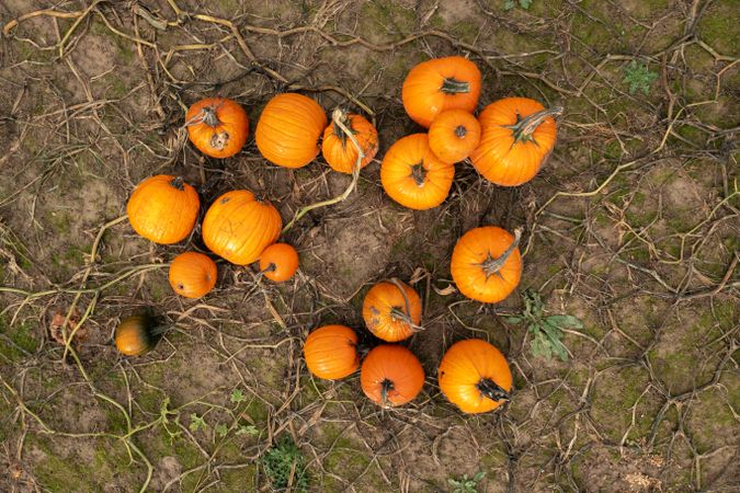 Drone image of pumpkins pile on the field in Stuttgart, Germany