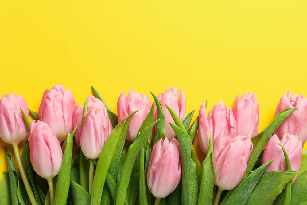 Pink tulips on yellow background, top view and space for text