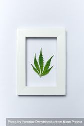 Cannabis leaf in frame on bright background 5ro9l4