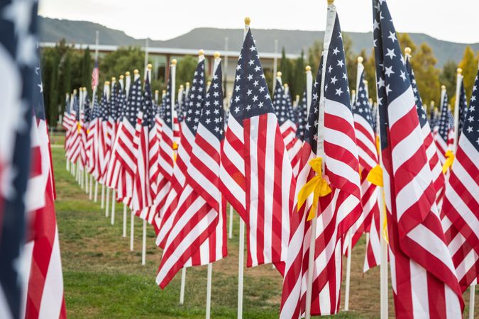 Field of Veterans Day American Flags Waving in the Breeze.