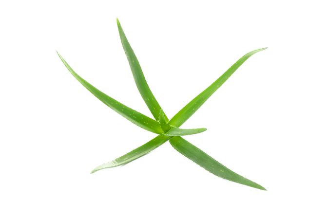 Aloe vera plant isolated on plain background. Natural treatment