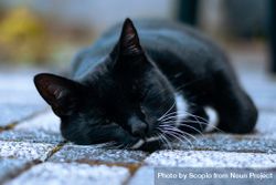Dark cat lying on textile 4dLME4