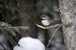 Cute small bird on branch in pine tree