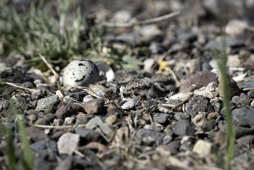 Newly hatched killdeer chicks in the nest at Lake Elmo Park Reserve, Minnesota