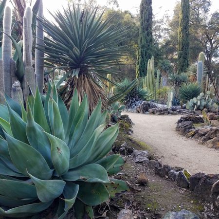Cacti and succulent garden