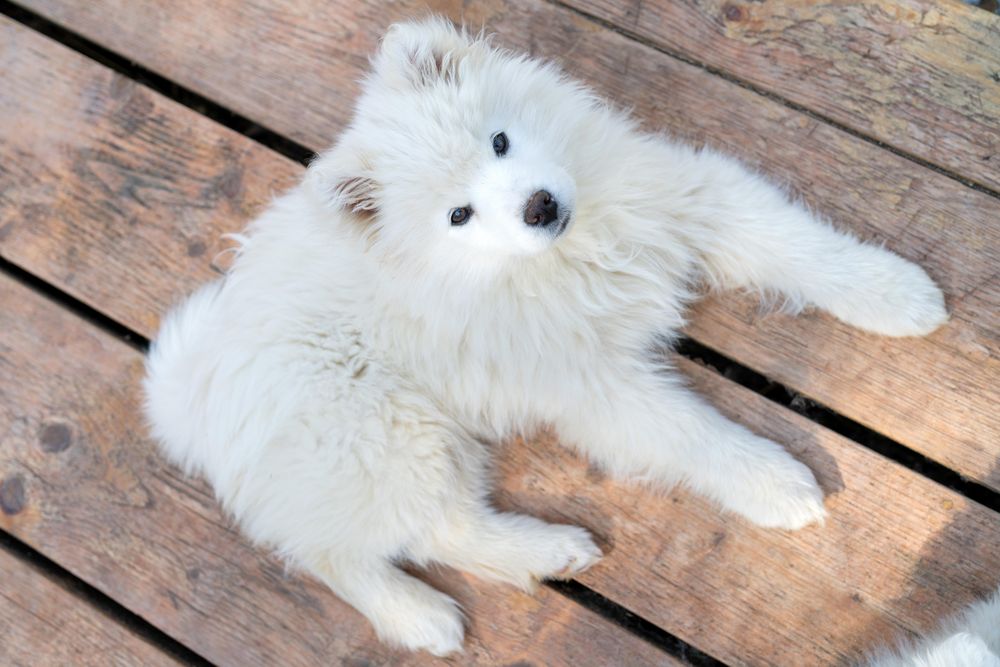 Top view of Japanese Spitz on wooden floor