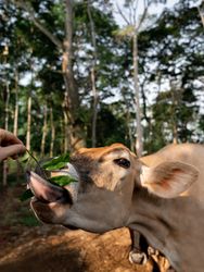 Playful Cow Munching on a Branch. Funny Tongue. Close-Up Portrait