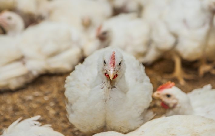 Poultry at chicken farm