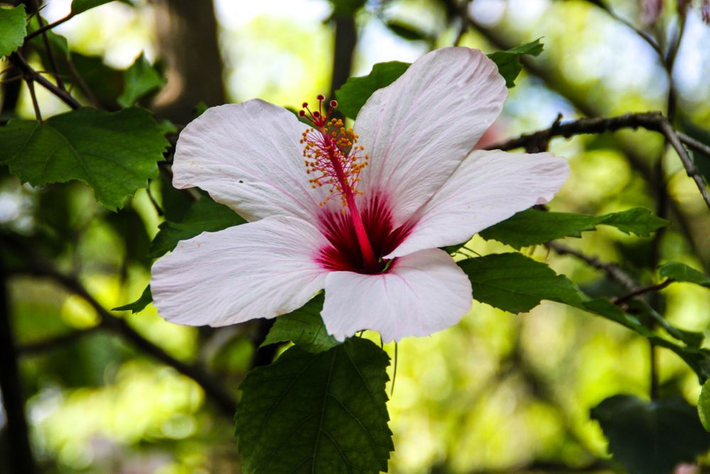 Beautiful pink flower blooming in a tree