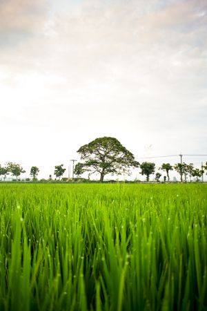 Vast grassy field under clouds