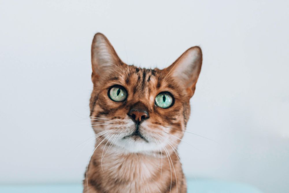 Brown tabby cat with green eyes