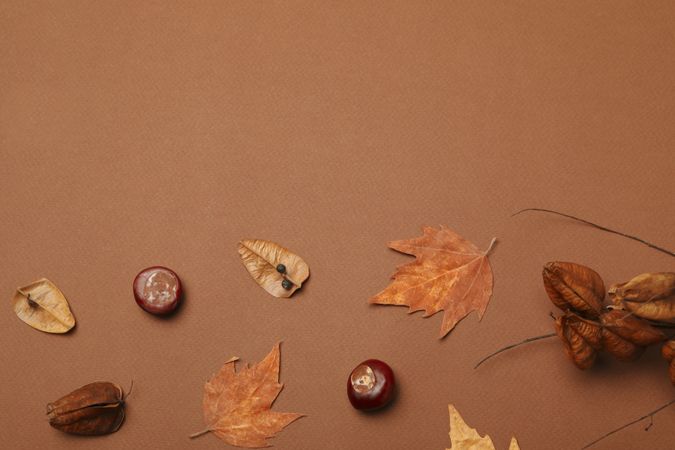 Fresh and ripe chestnuts, space for text