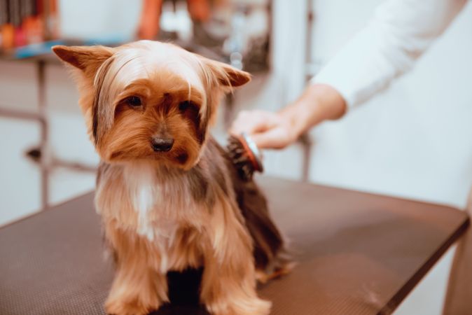 Crop groomer trimming fur of little dog