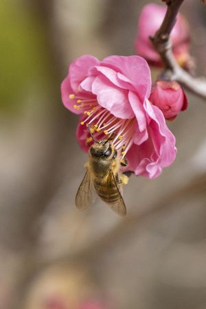 Close up of bee on pink flower