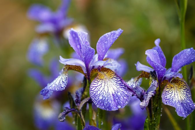 Purple Siberian Iris flowers with dew drops