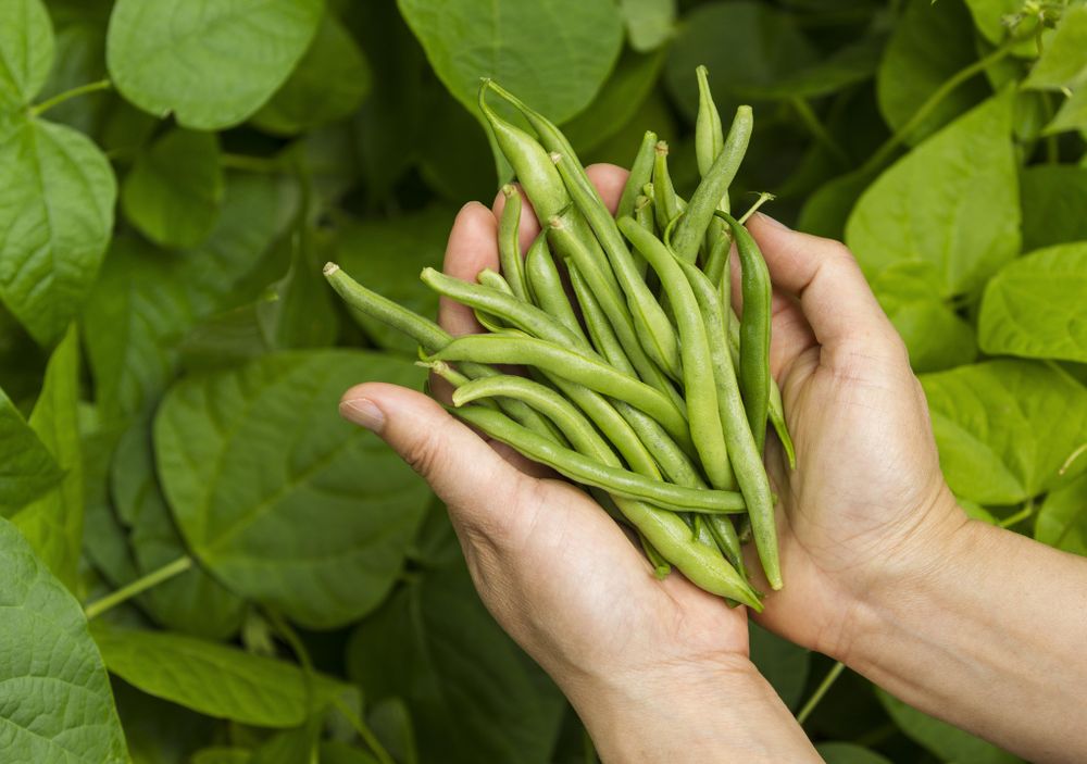 Green beans right from the Garden