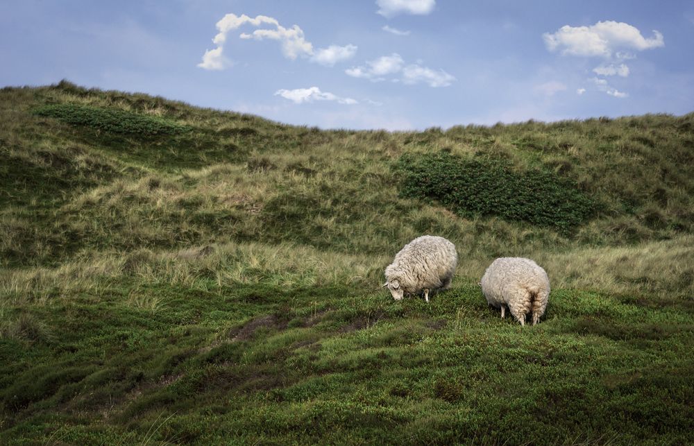Sheep grazing on dunes