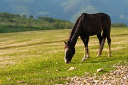 Horse grazing on grassy hillside.