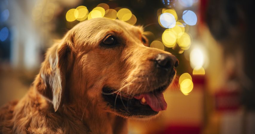 Adorable Family Pet
