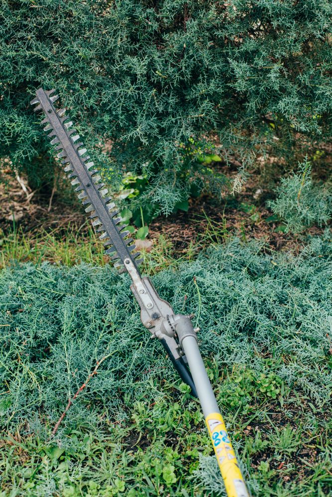 pruning arizonica hedge