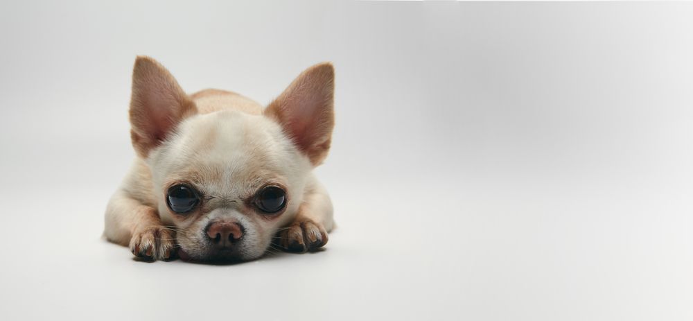 Sad Chihuahua Resting