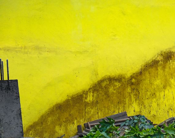 Yellow wall of buildings with stain and plants
