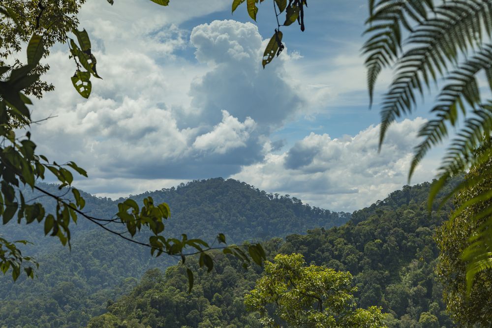 Jungle and trees of North Sumatra, in Gunung Leuser National Park