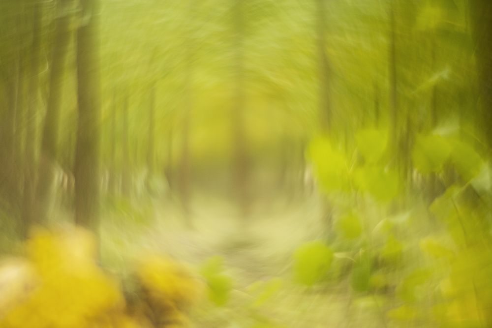 Blurred trees in green forest