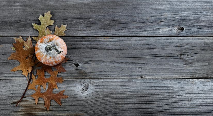 Single autumn pumpkin with leaves on weathered wood for the holiday concept