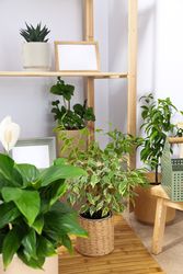 Cozy hobby - growing indoor plants at home