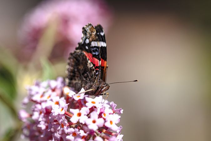 Close up of red admirable butterfly perched pink flower, copy space