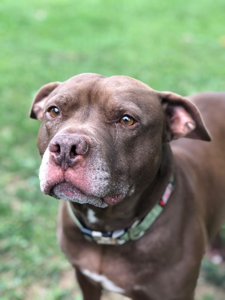 Dog on grass outdoor