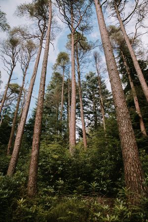 High trees in summer forest