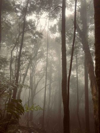 Forest with fog