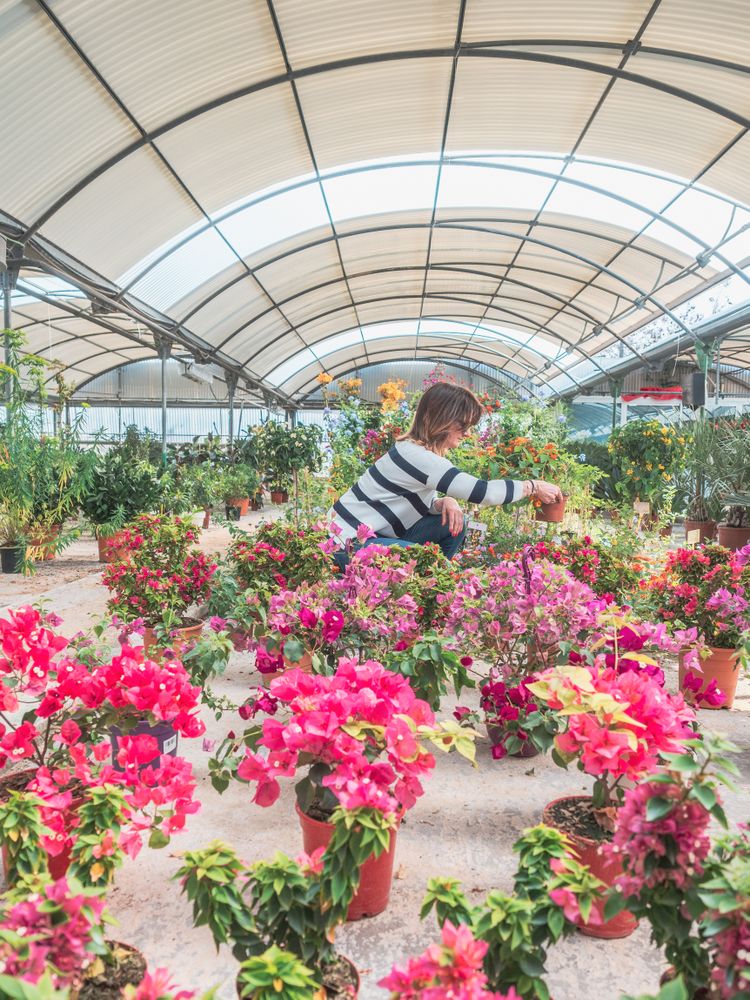Female studying flowers in greenhouse