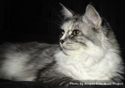 Light and grey long haired cat 5QdV90