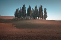 Small grove on empty dry field