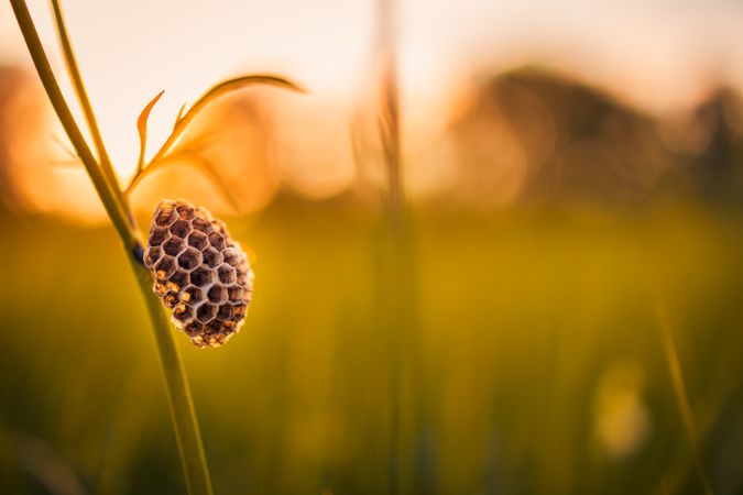 Close up of comb in a field