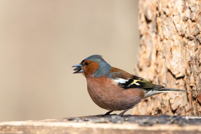 Common chaffinch outdoor