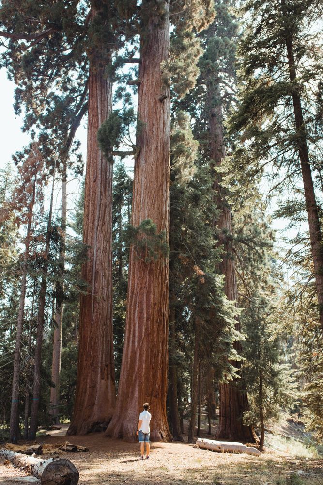 Traveling man waking in alley with high trees