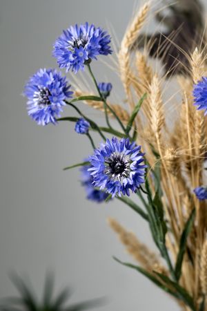 Purple Dried flowers, educational still life for drawing