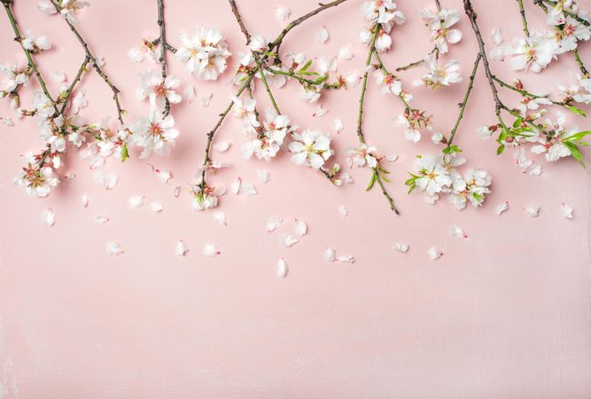 Spring floral background, texture and wallpaper