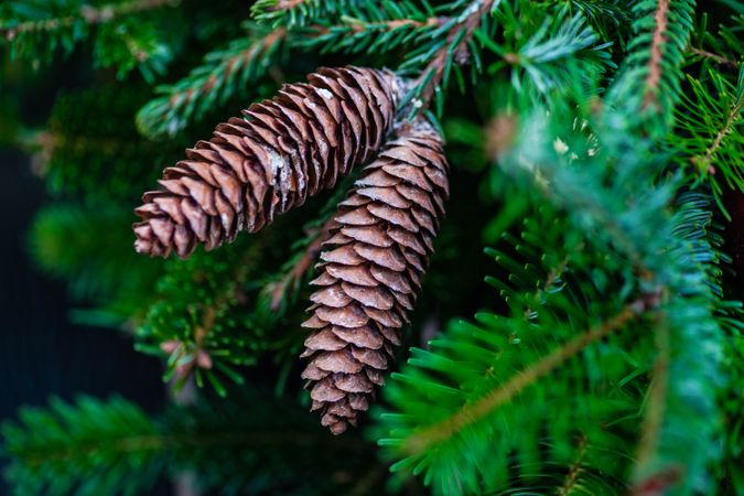 Christmas festive composition of pine cone on branch