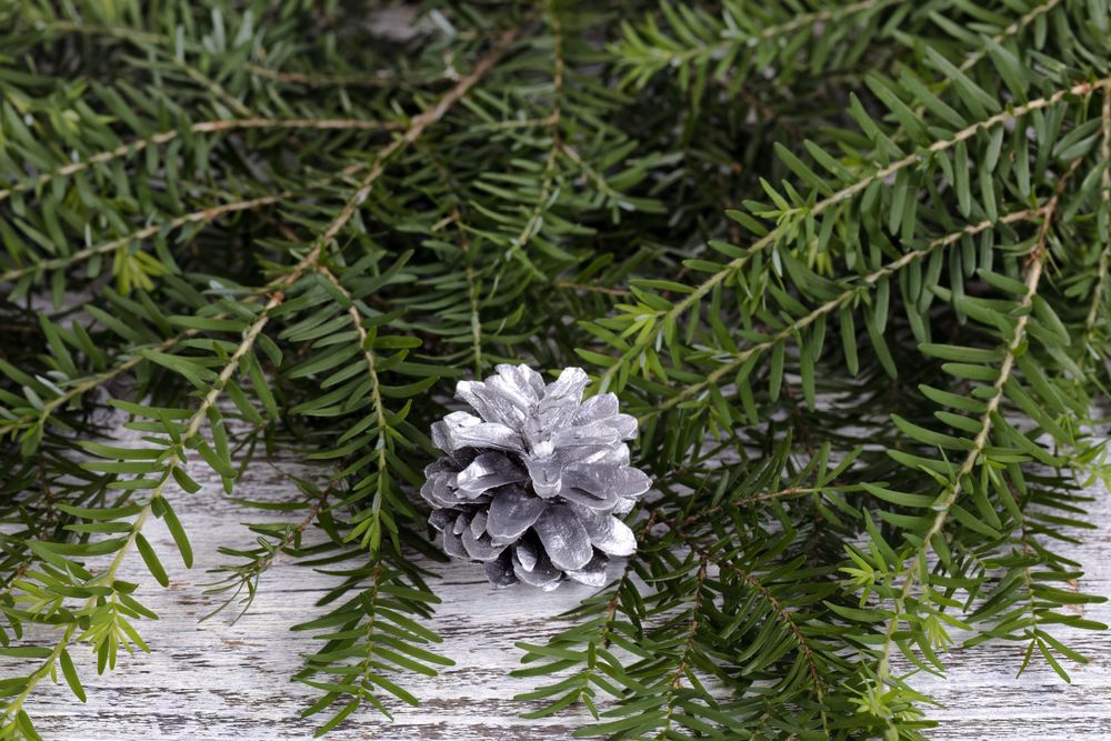 Close up of a silver pinecone ornament with real fir branches on rustic wood for the Christmas or New Year holiday background
