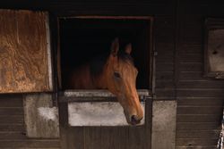 Brown horse in wooden stable