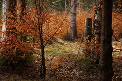 Beautiful golden forest in autumn